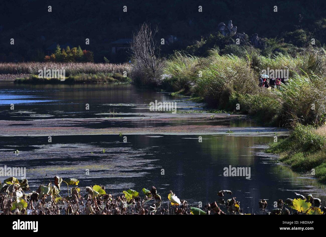 Qiubei. Xi Nov, 2016. Foto scattata il 9 novembre 11, 2016 mostra lo scenario di Puzhehei Wetland Park in Qiubei County, a sud-ovest della Cina di Provincia di Yunnan. Copre un area di oltre mille ettari, Puzhehei Wetland Park è la casa per oltre duecento specie di uccelli. © Yang Zongyou/Xinhua/Alamy Live News Foto Stock