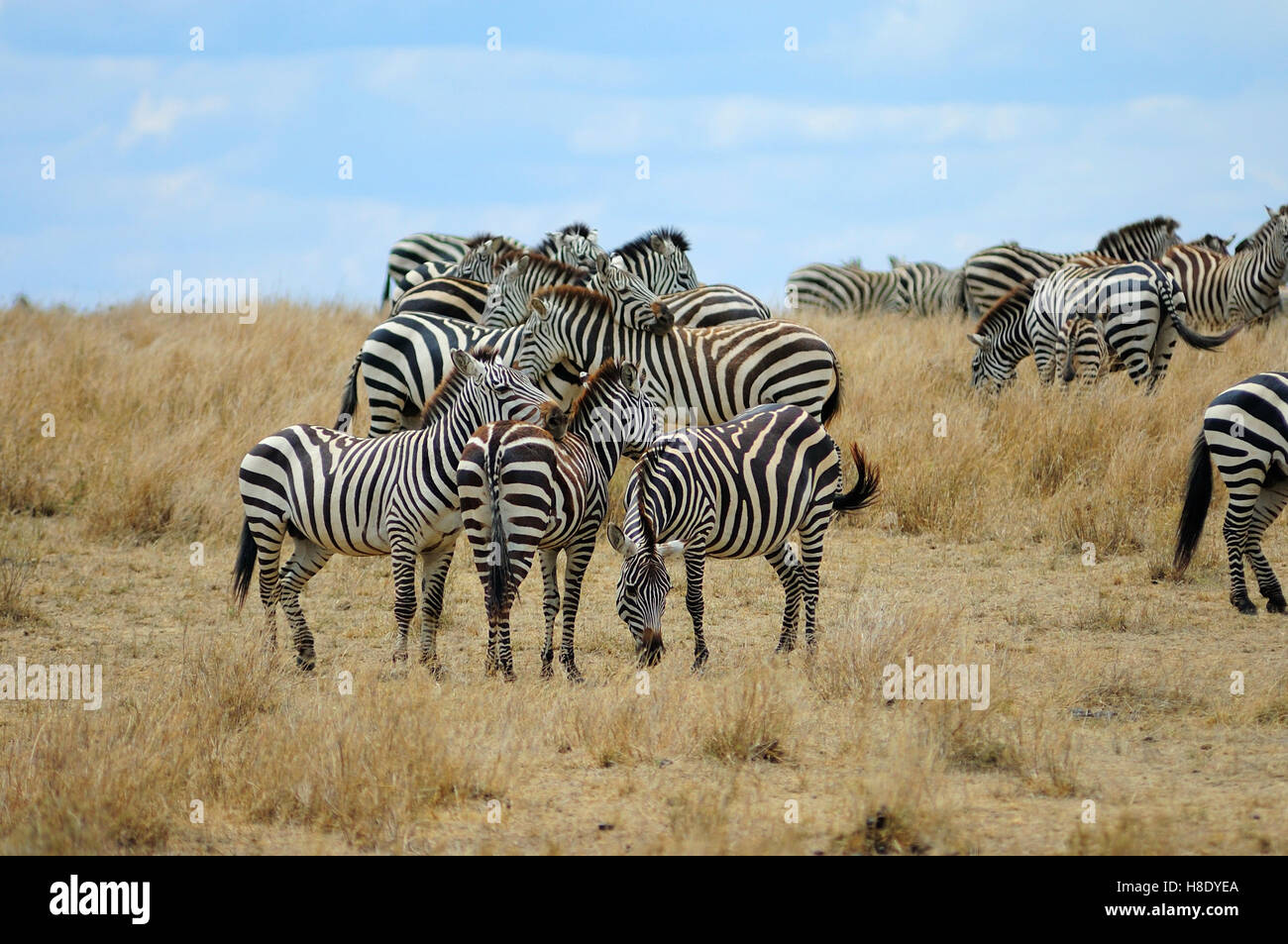 Gruppo di zebre soggiornando vicino insieme, socializzare e proteggere ogni altro Foto Stock