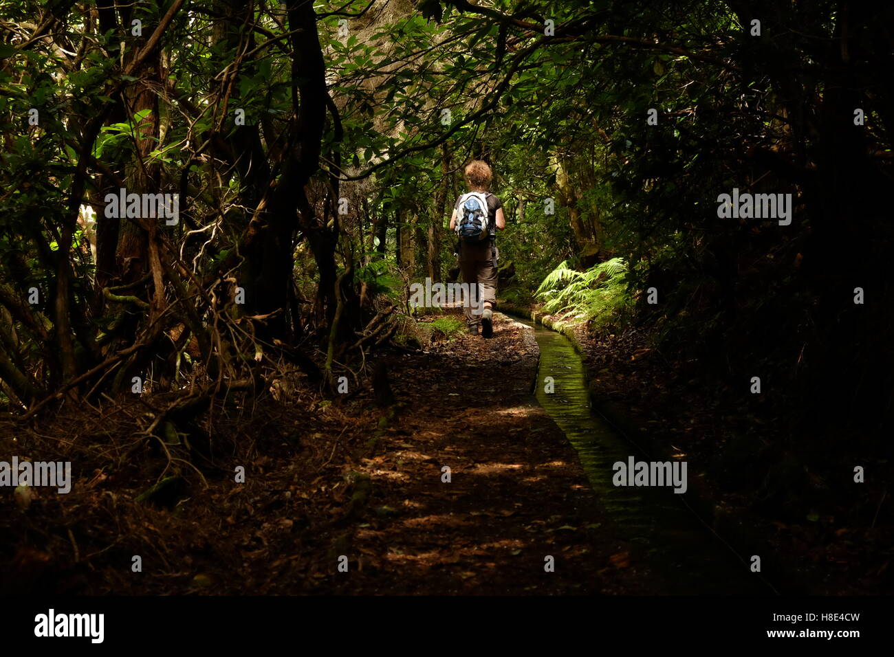 Giovane donna a piedi attraverso ombrosi foresta laurel lungo la Levada dos Cedros, Madeira, Portogallo Foto Stock