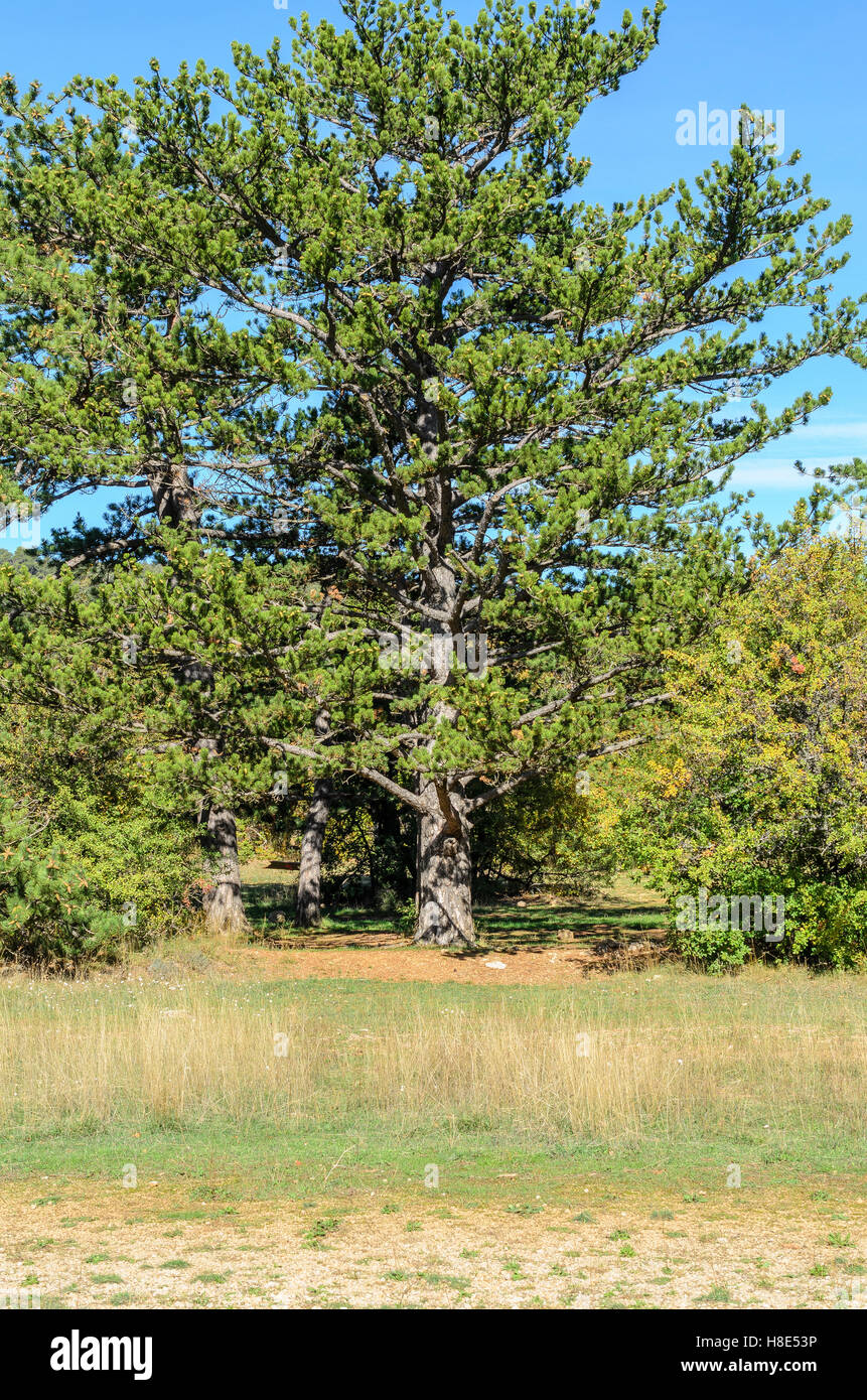 FORET DE STE BAUME, CHENE, VAR 83 FRANCIA Foto Stock