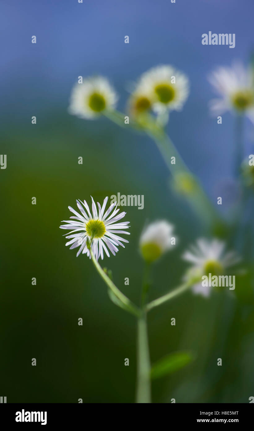Folte Aster, minuscoli fiori selvaggi bianco Foto Stock