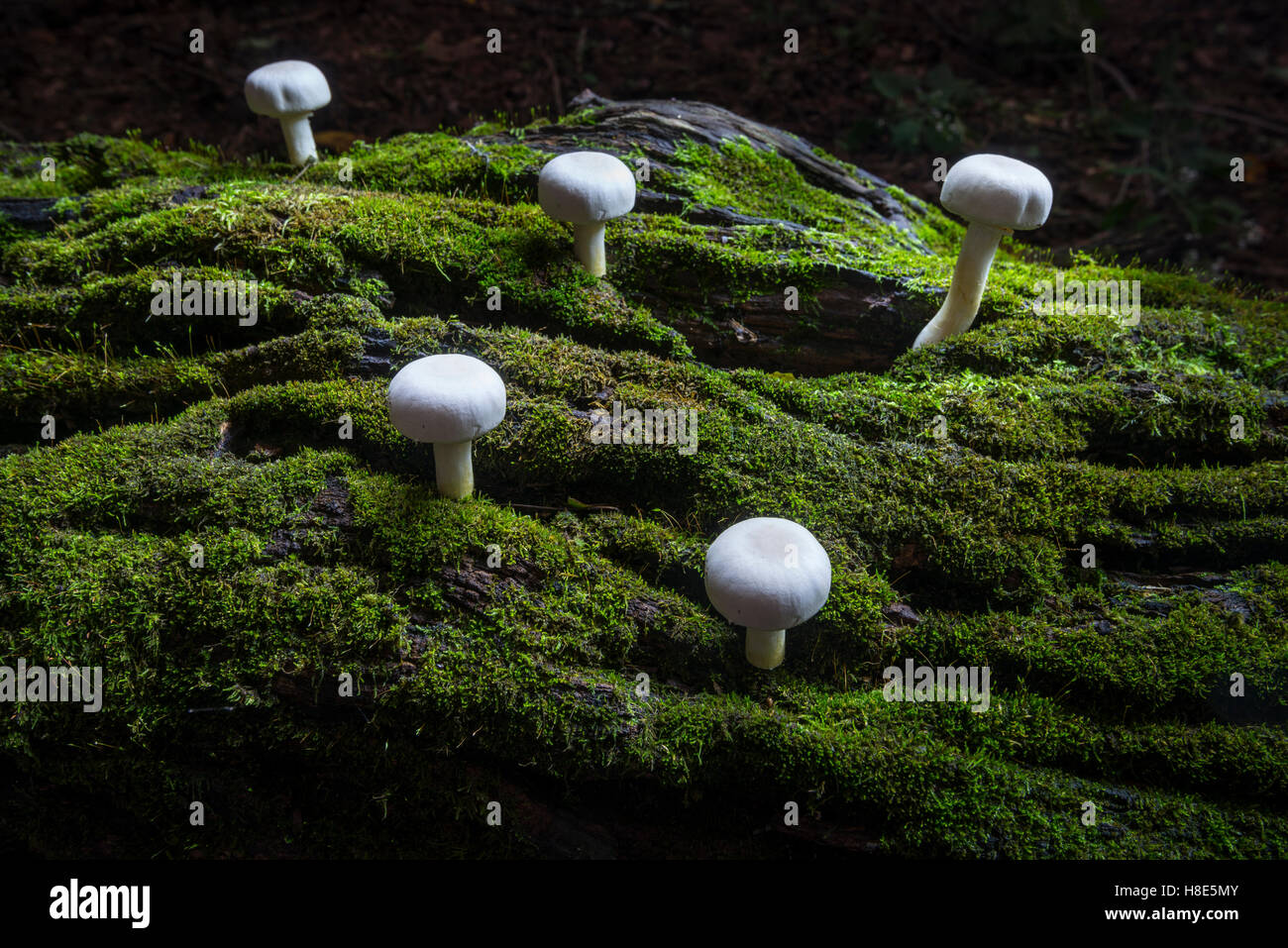 I funghi sul suolo della foresta con Moss Foto Stock