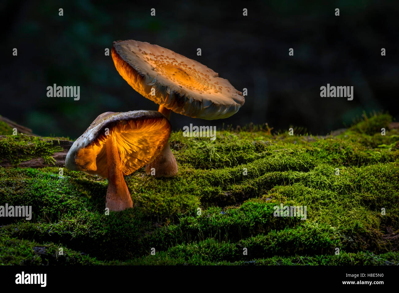 Due funghi sul suolo della foresta con Moss Foto Stock