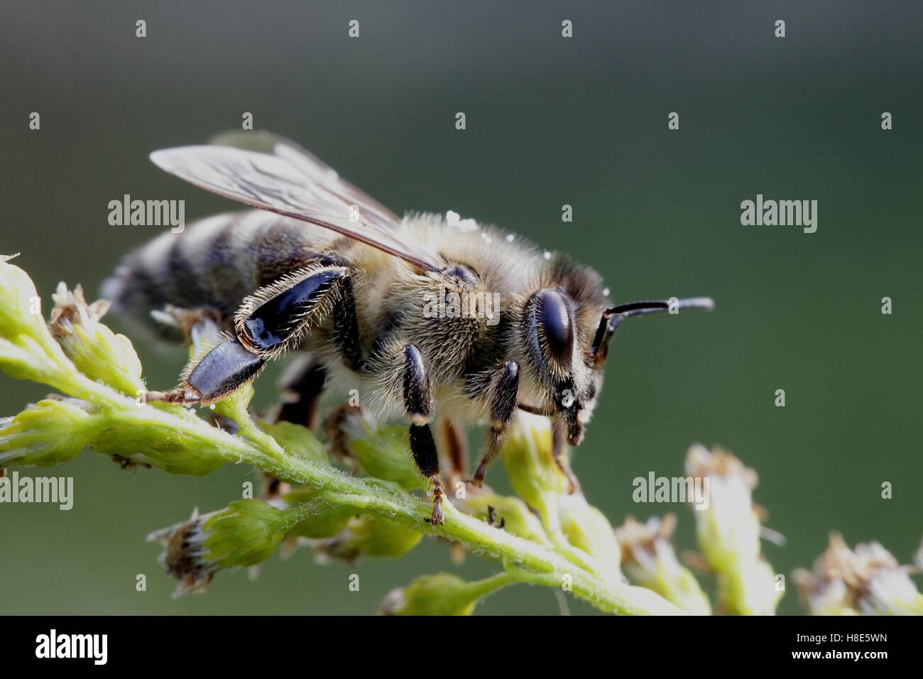 Il miele europeo bee, Apis mellifera Foto Stock