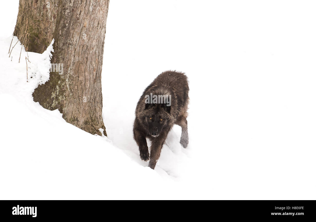 Black Wolf a piedi attraverso la neve invernale in Canada Foto Stock