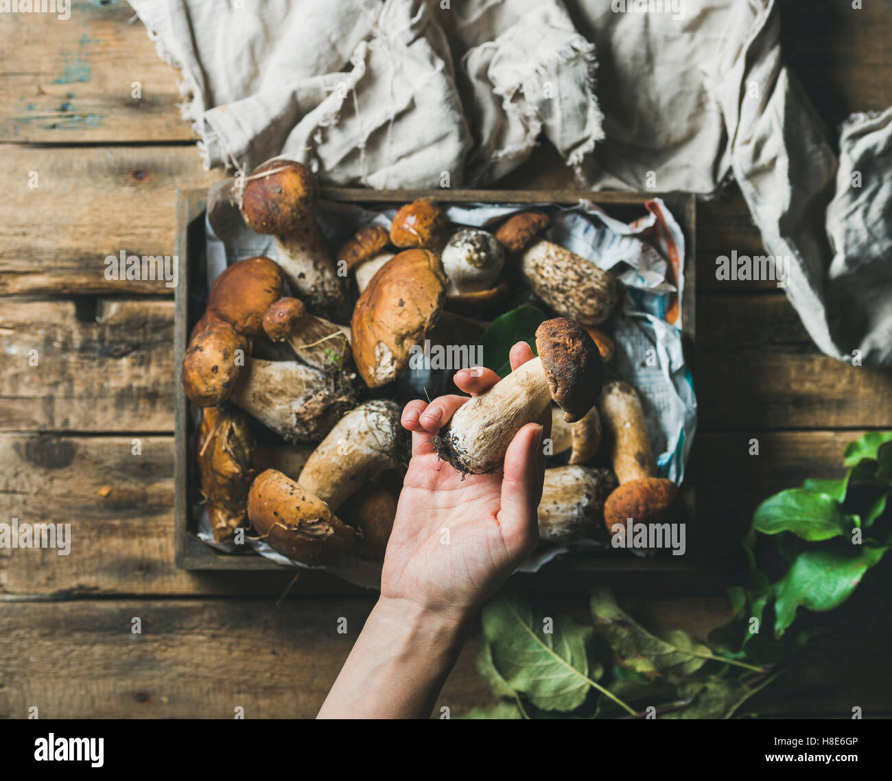Raccolti freschi Funghi Porcini nel vassoio di legno su sfondo rustico e donna di mano che tiene un penny ben, vista dall'alto Foto Stock