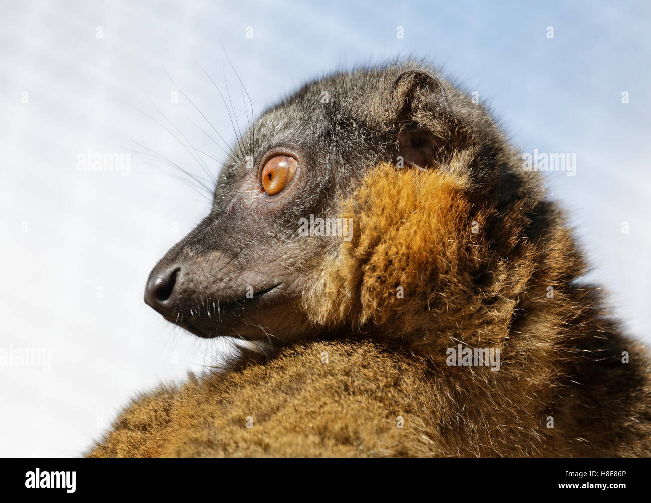 Collare lemure marrone (il Eulemur collaris) Foto Stock