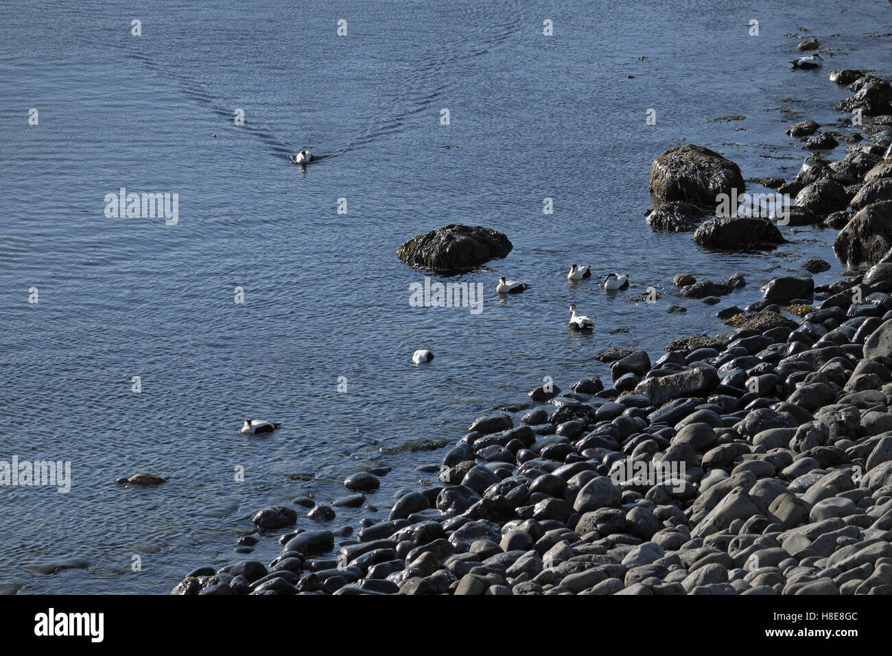 Eider duck (Somateria mollissima) - principalmente maschi bianchi, con due femmine marrone - isola di Grimsey, nel nord-est dell'Islanda. Foto Stock