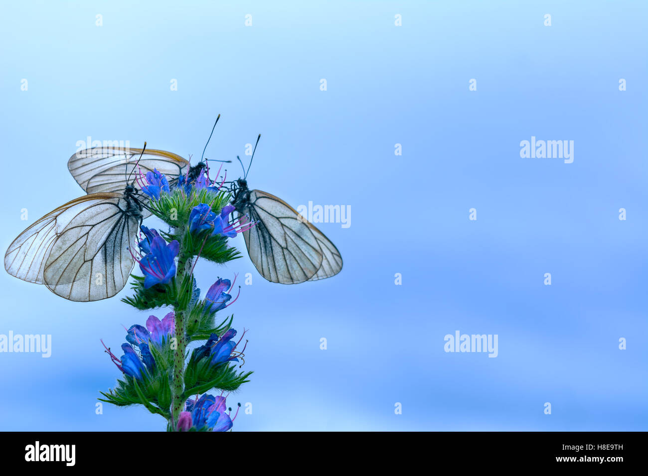 Tre farfalle bianco sul fiore sul cielo blu sullo sfondo. Estate sfondo con Butterfly. Copia dello spazio. Foto Stock