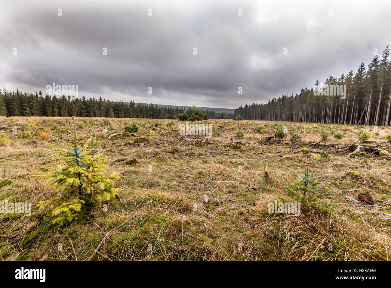 Alta Venns, Belgio: alcuni open space con nuvole grigiastro sopra di esso - perfetta sensazione di novembre Foto Stock