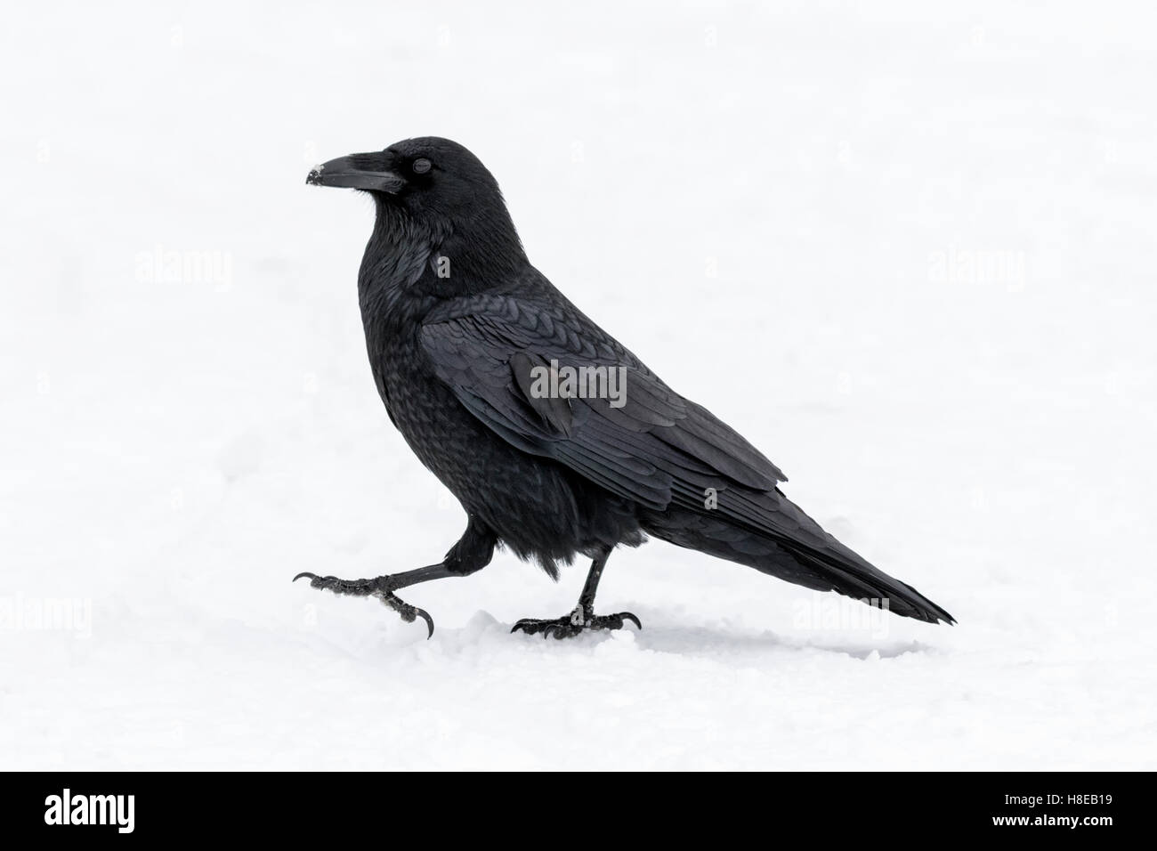 Raven nella neve - Covus corax Foto Stock