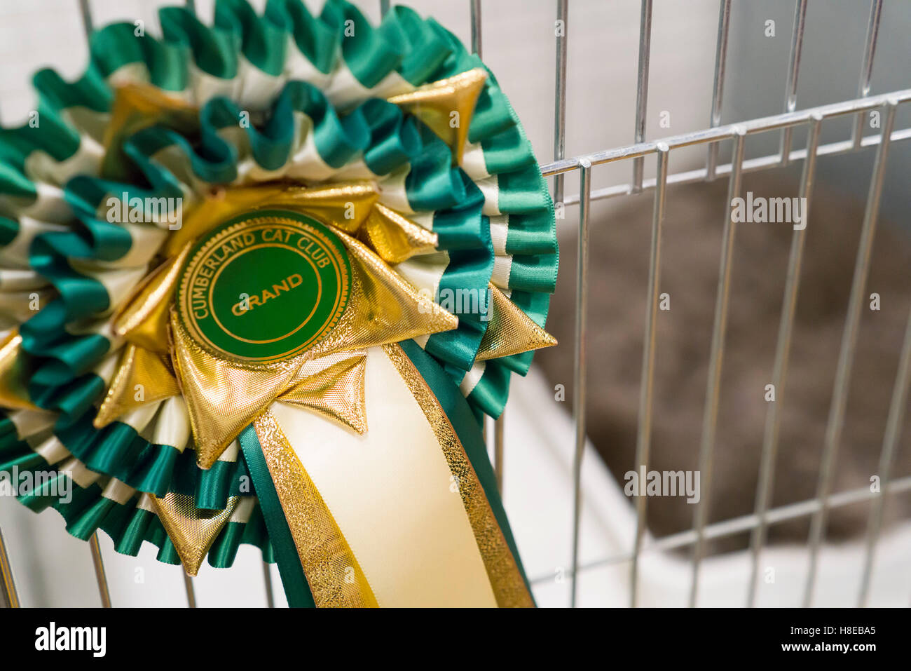 Barnard Castle - Campionato cat mostra nel 2016. Grand Champion Rosette. Foto Stock