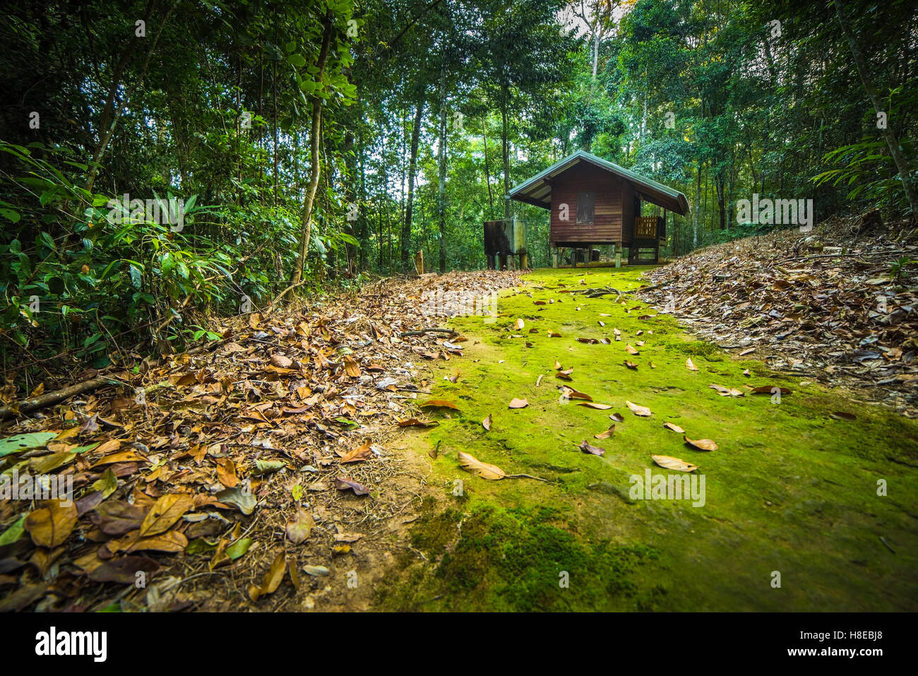 Cabina nel bosco Foto Stock