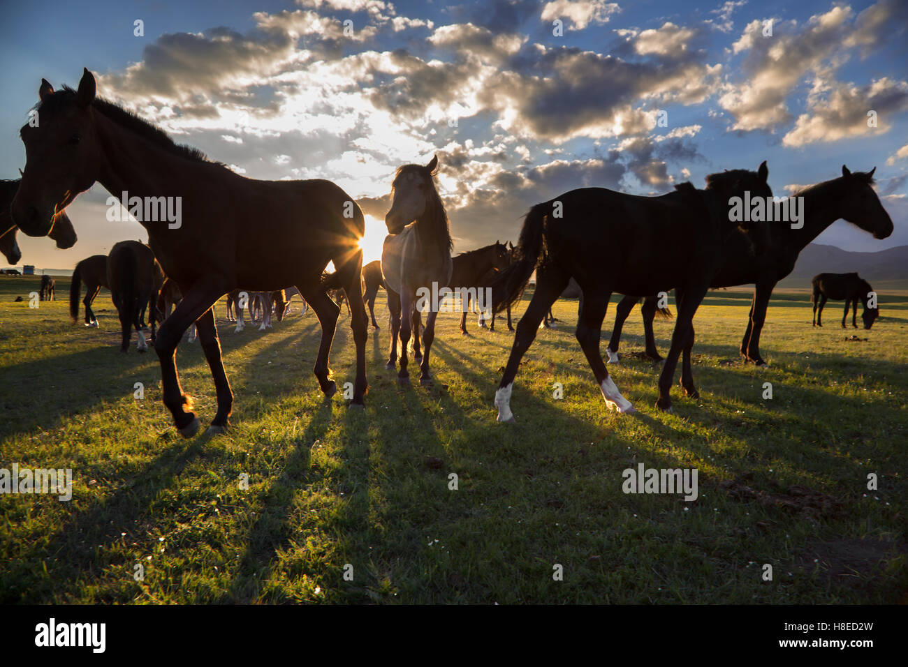 Kirghizistan - cavalli dal tramonto al lago Song Kol Foto Stock