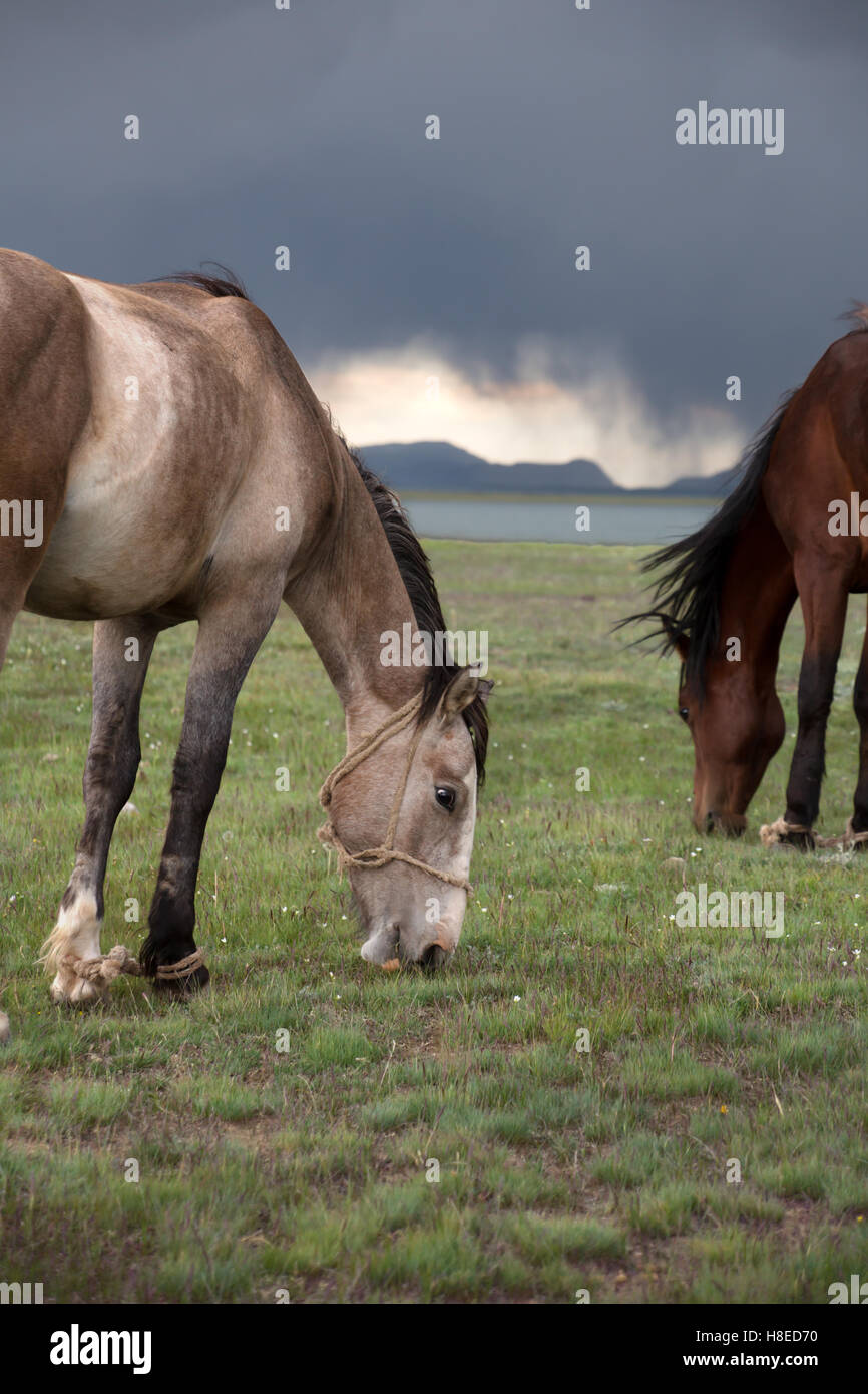 Kyrgyzstan - cavalli al lago Song Kol- gente viaggi in Asia centrale Foto Stock