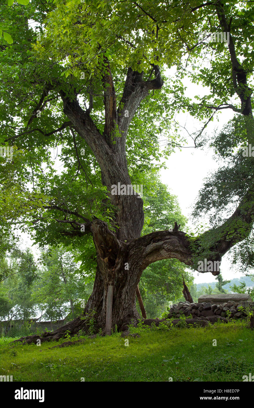 Kyrgyzstan - Natura in Kirghizistan - vecchio albero - Persone di viaggio in Asia centrale Foto Stock