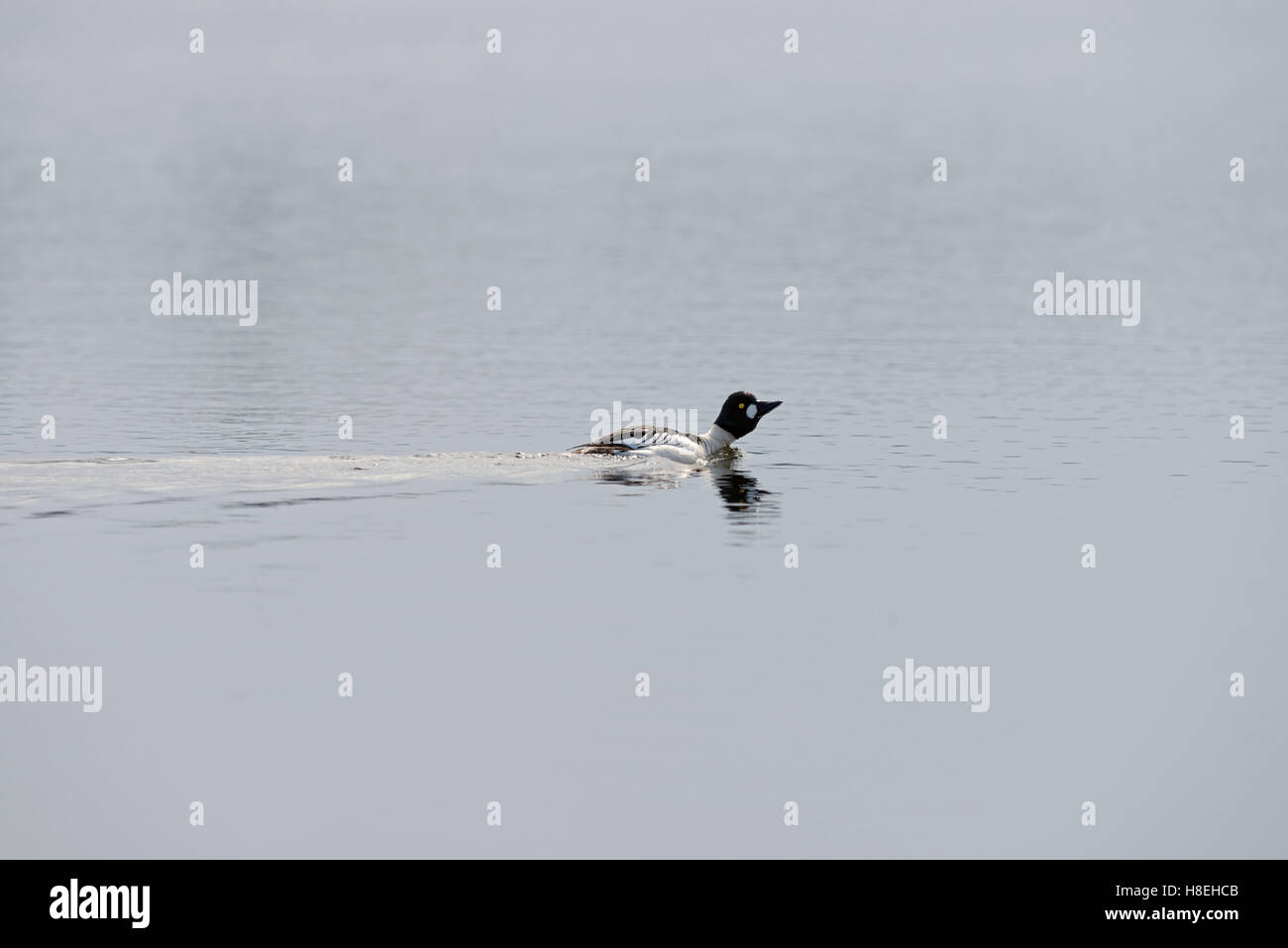 Goldeneye ( Bucephala clangula ), maschio in abito di allevamento, nuoto, corteggiare su un lago, sulla distanza, Svezia e Scandinavia. Foto Stock