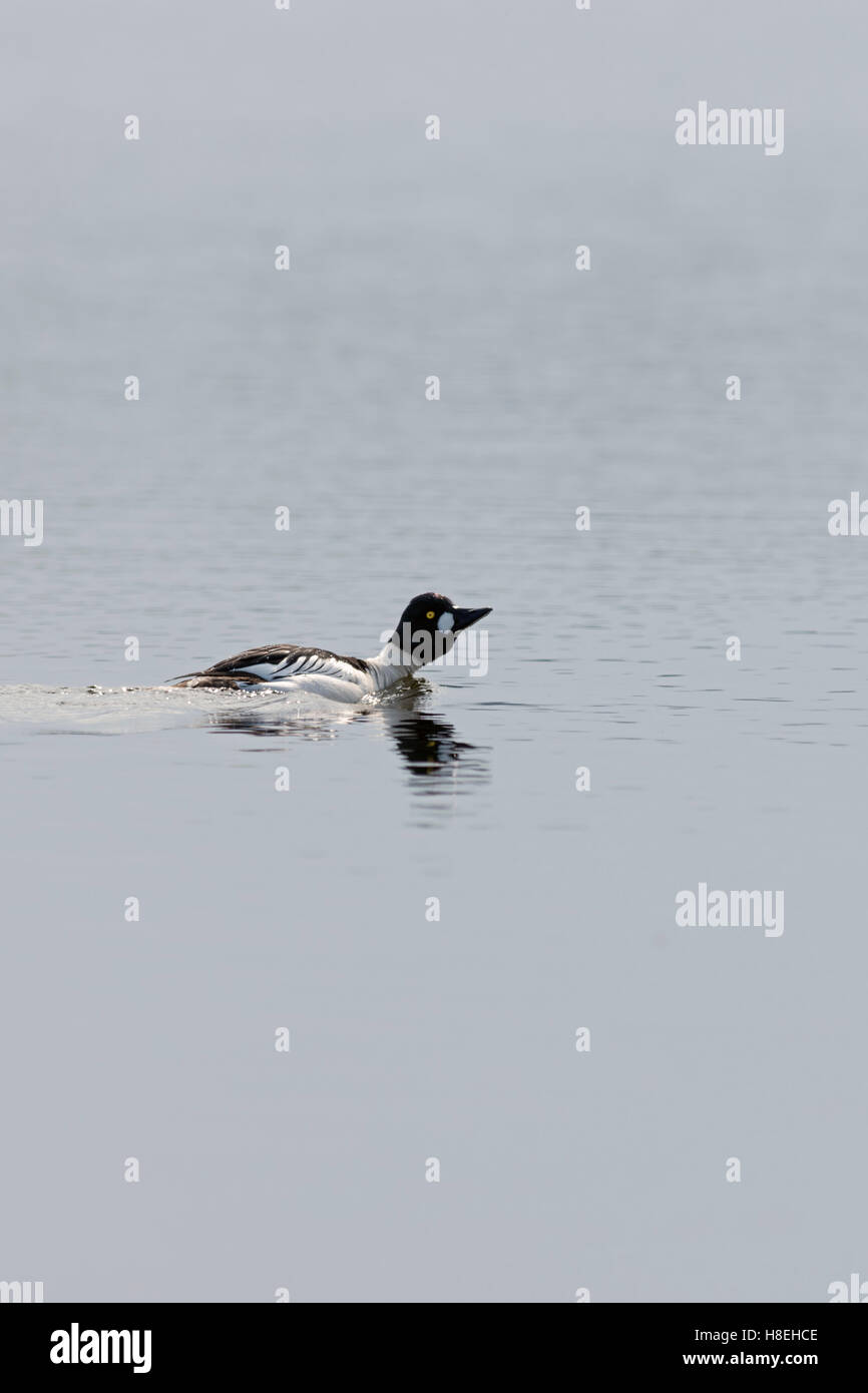 Goldeneye ( Bucephala clangula ), maschio in abito di allevamento, nuoto, corteggiare su un lago, sulla distanza, Svezia e Scandinavia. Foto Stock