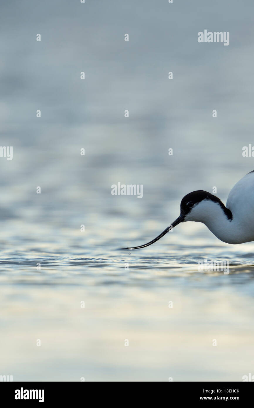 Pied Avocet ( Recurvirostra avosetta ), camminando attraverso le acque poco profonde, alla ricerca di cibo, il Wadden Sea, colpo alla testa, Germania. Foto Stock