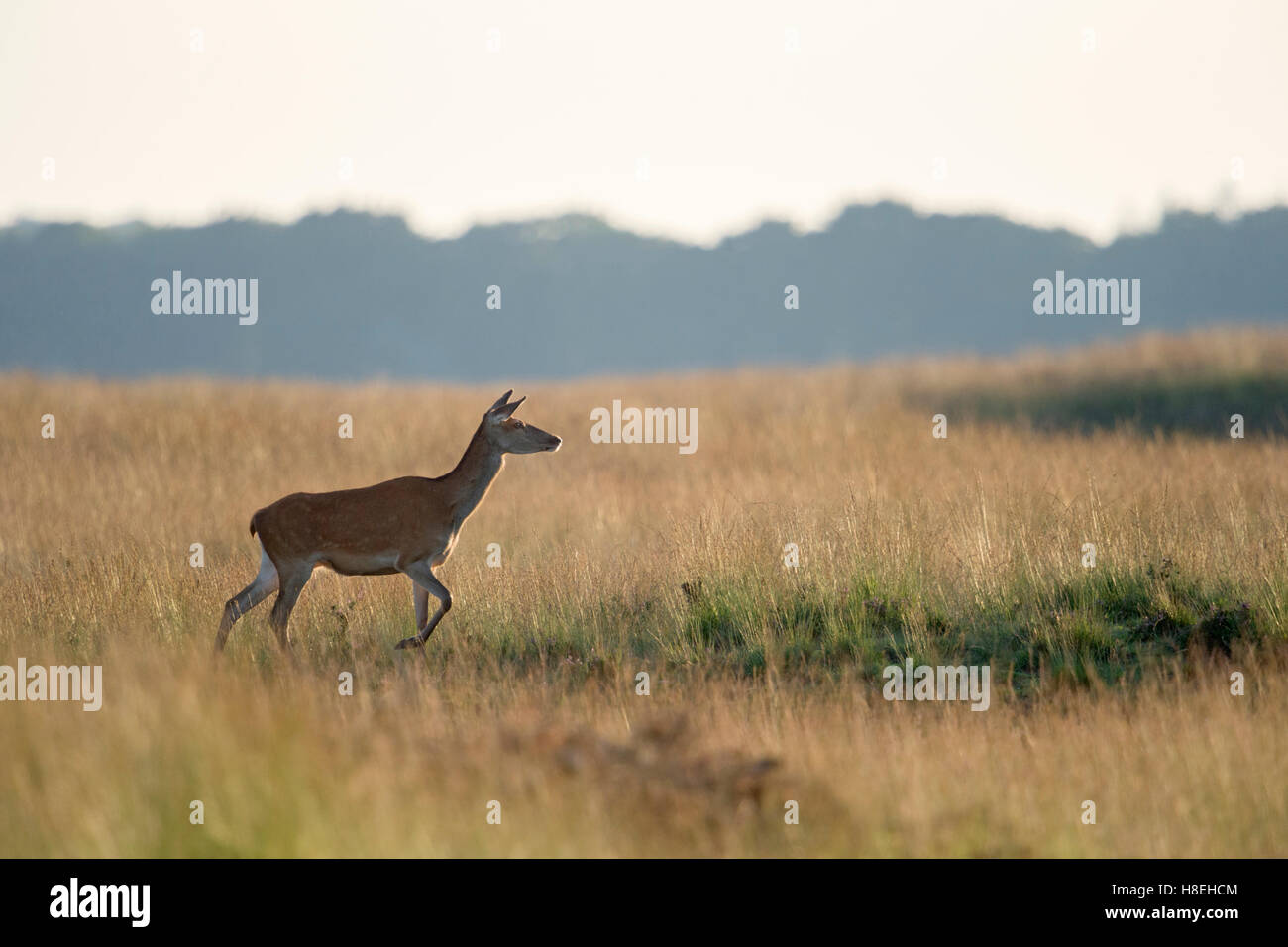 Red Deer / Rothirsch ( Cervus elaphus ), solitaria donna adulto, camminando su ampi prati, steppa, moody luce della sera. Foto Stock