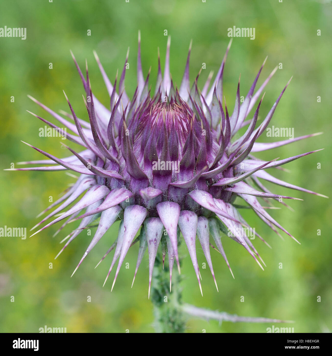 Un cardo pungenti bud di cardo santo o Cardo, (Silybum marianum), laterale, la Turchia. Foto Stock