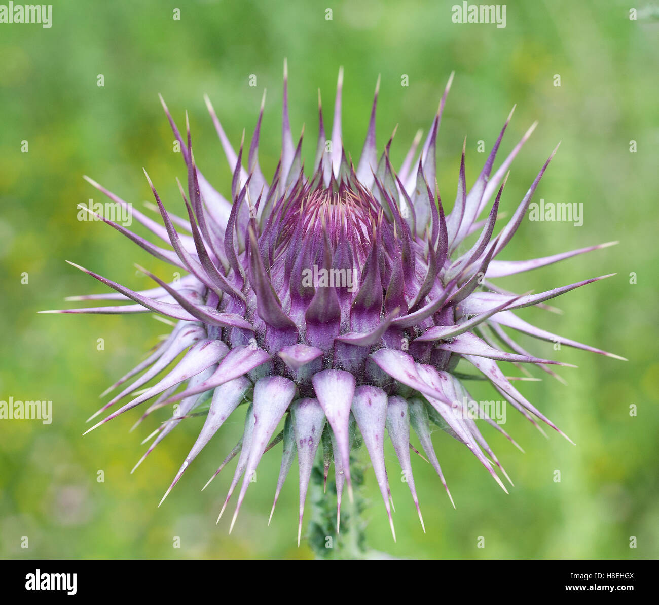 Un cardo pungenti bud di cardo santo o Cardo, (Silybum marianum), laterale, la Turchia. Foto Stock