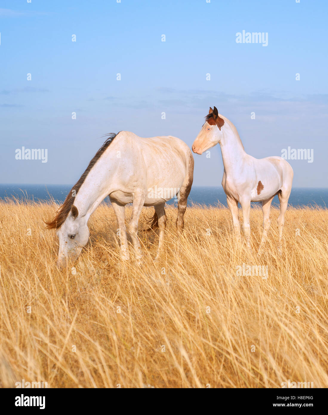 I cavalli bianchi famiglia in Crimea prairie davanti al mare Foto Stock