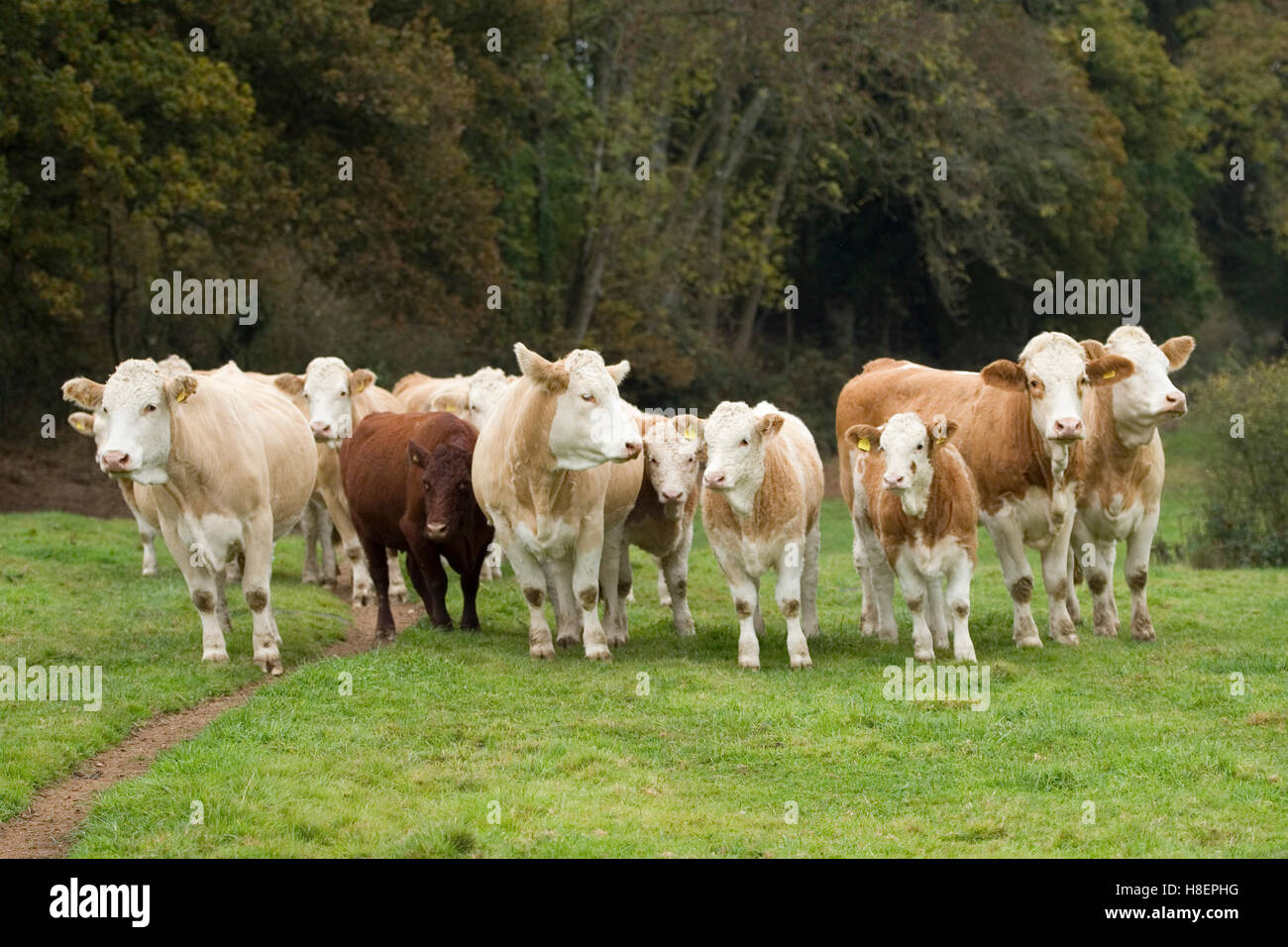 mandria di mucche di manzo simmental Foto Stock