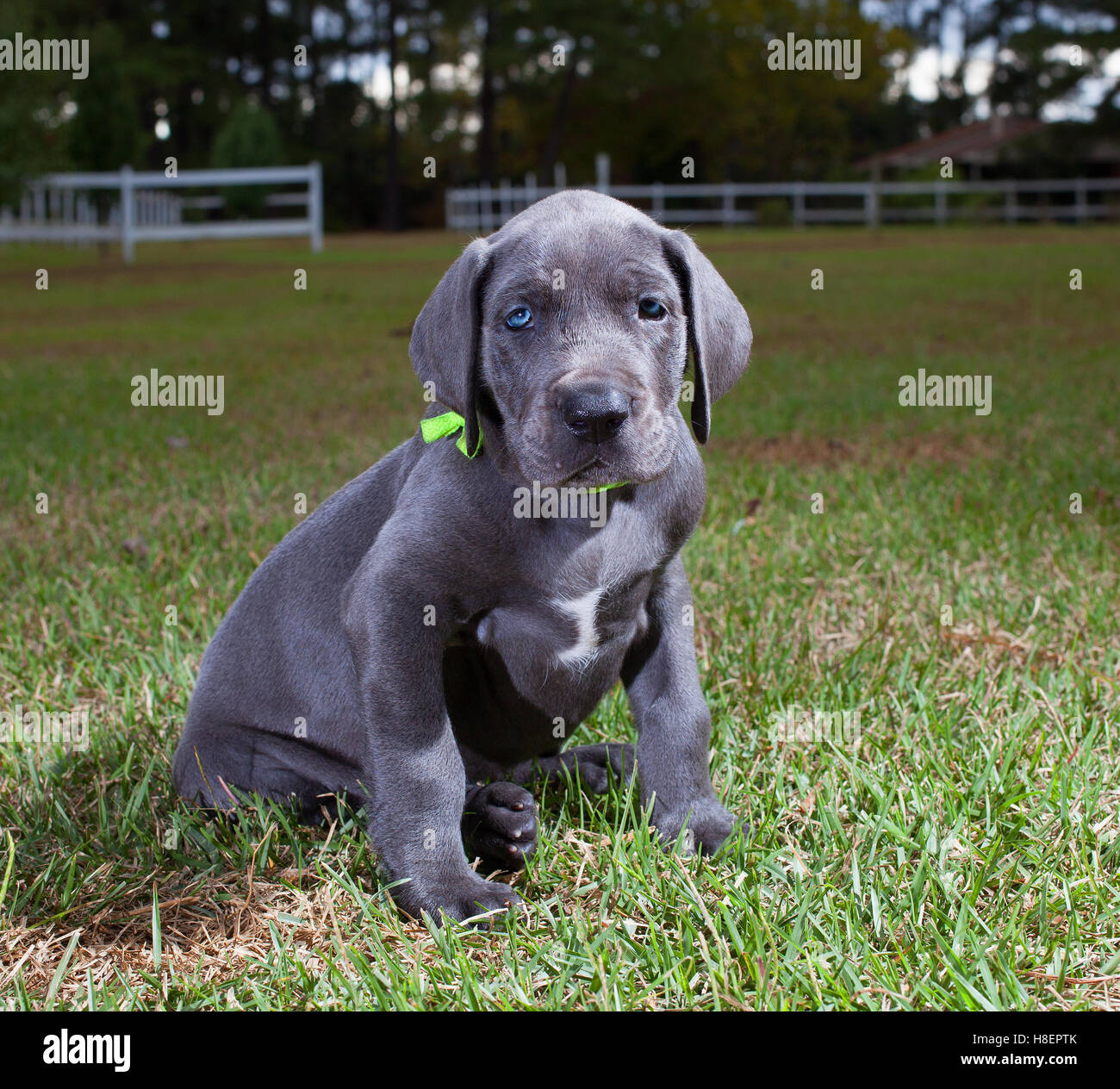 Alano cucciolo con un colore verde brillante collare sull'erba Foto Stock
