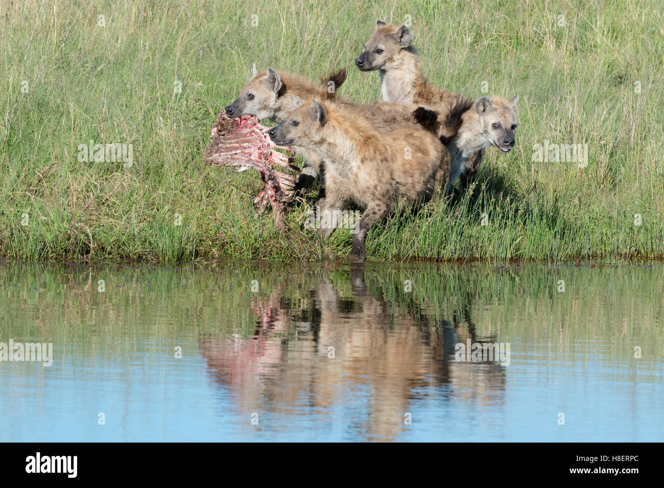 Spotted Hyena (Crocuta crocuta) due adulti, la lotta per il cibo con la riflessione in acqua, il Masai Mara riserva nazionale, Kenya Foto Stock