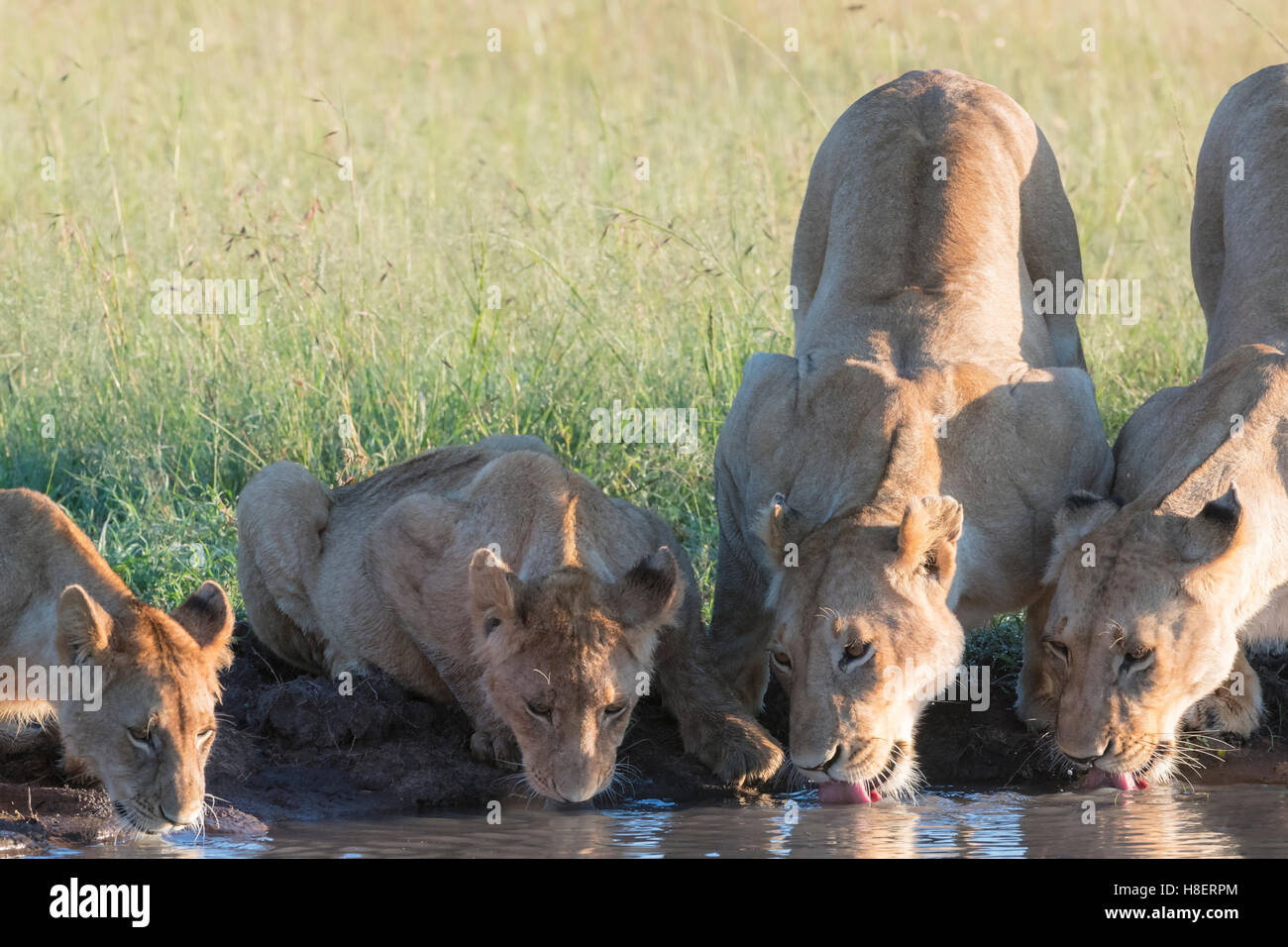 Lion (Panthera leo) orgoglio di bere a waterhole nella Riserva Nazionale di Masai Mara, Kenya Foto Stock