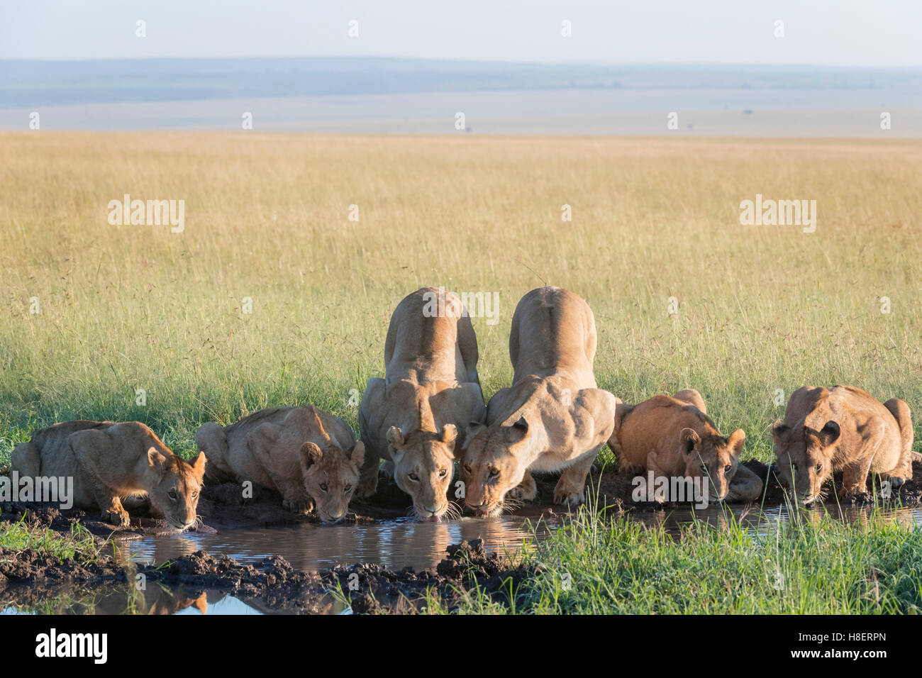 Lion (Panthera leo) orgoglio di bere a waterhole nella Riserva Nazionale di Masai Mara, Kenya Foto Stock