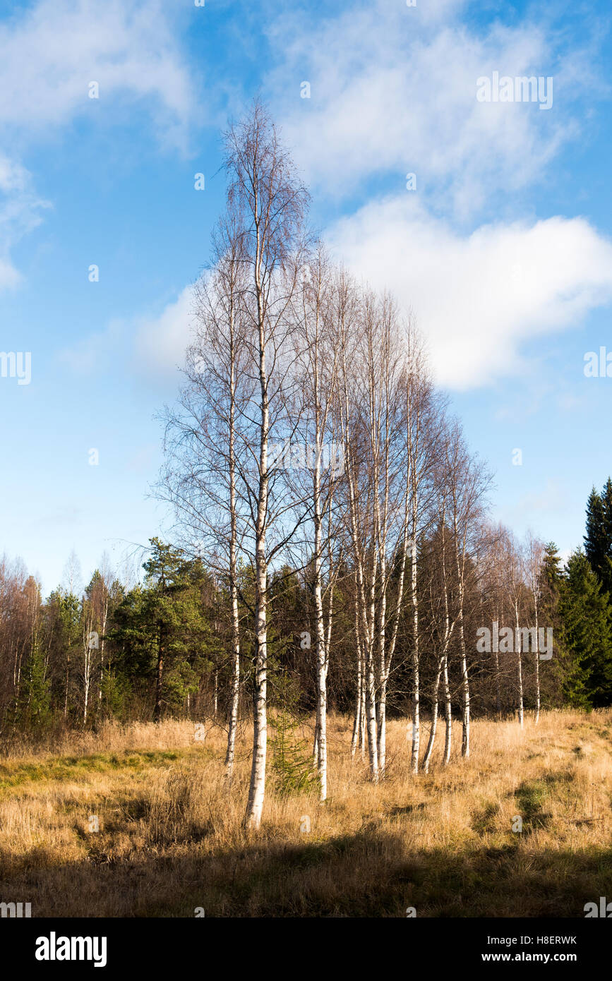 Foresta in Svezia. Fila di snelli alberi di betulla in un soleggiato prato autunnale, con foresta sullo sfondo e un cielo blu brillante sopra la testa Foto Stock