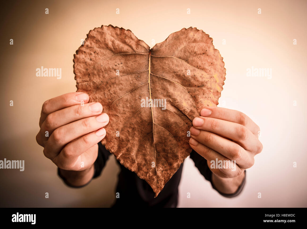 Cuore foglio sagomato Foto Stock