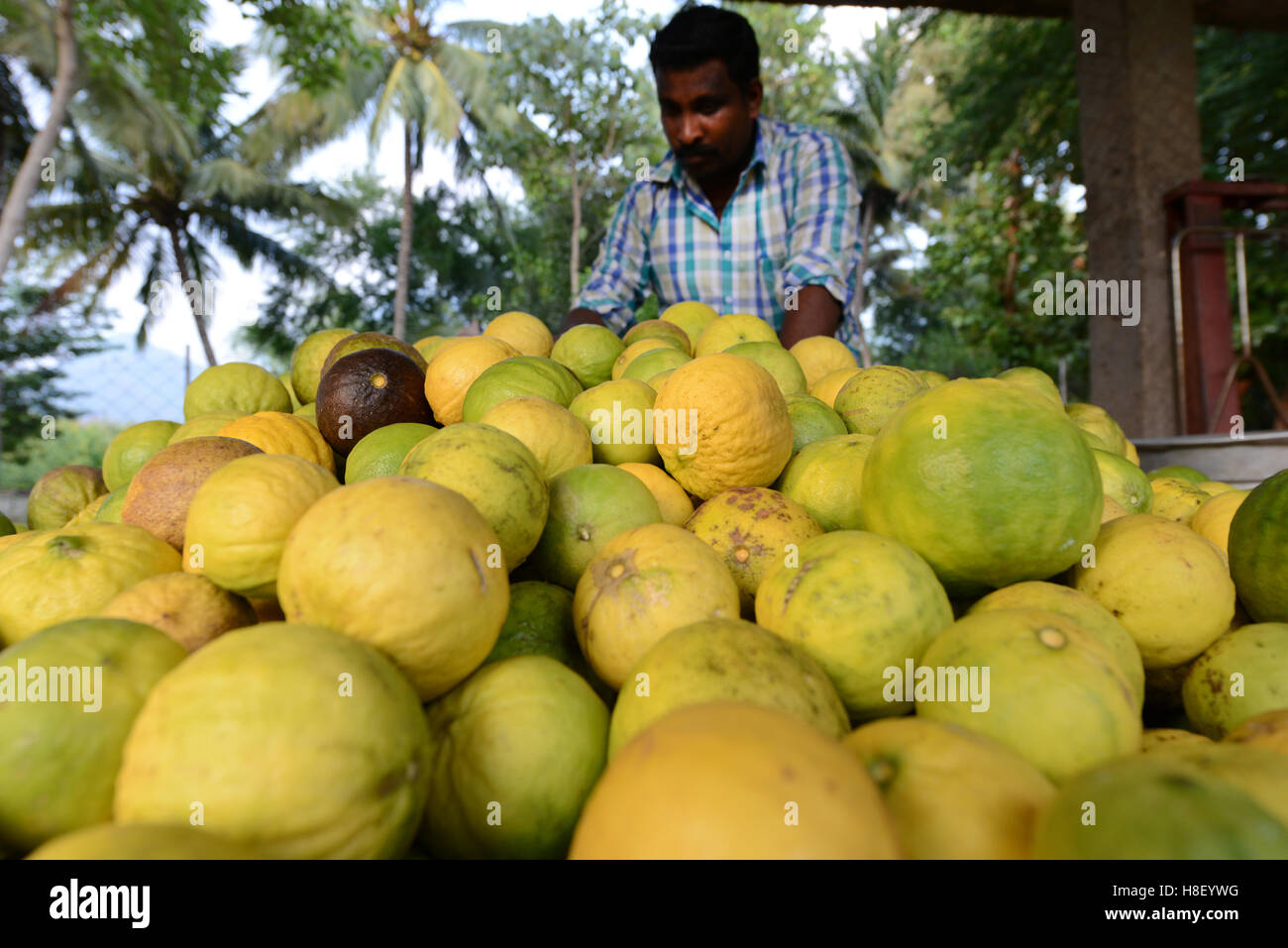 Raccolte di cedro di cui è stato eseguito il rip dei frutti in una piccola fattoria di cedro in Tamil Nadu, India. Foto Stock