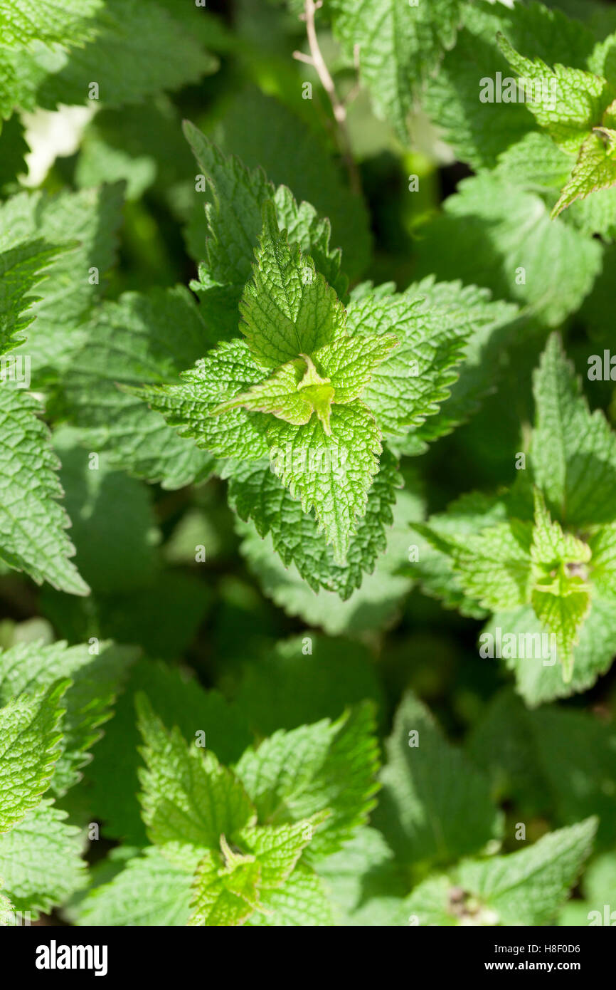 Verde giovane ortica Foto Stock