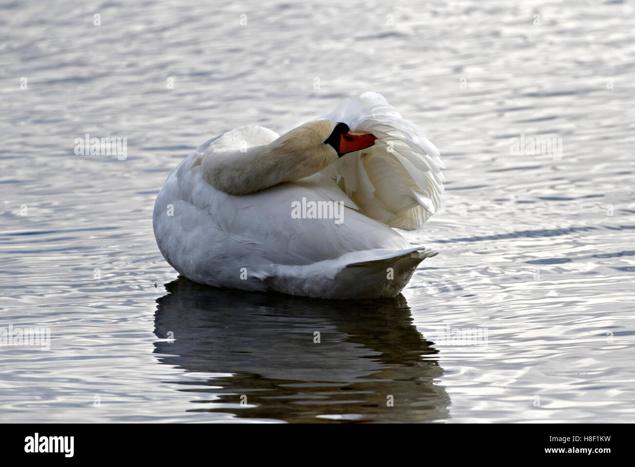 Il White Swan ( Cygnus olor) preening ala, Chiemsee, Alta Baviera, Germania, Europa Foto Stock