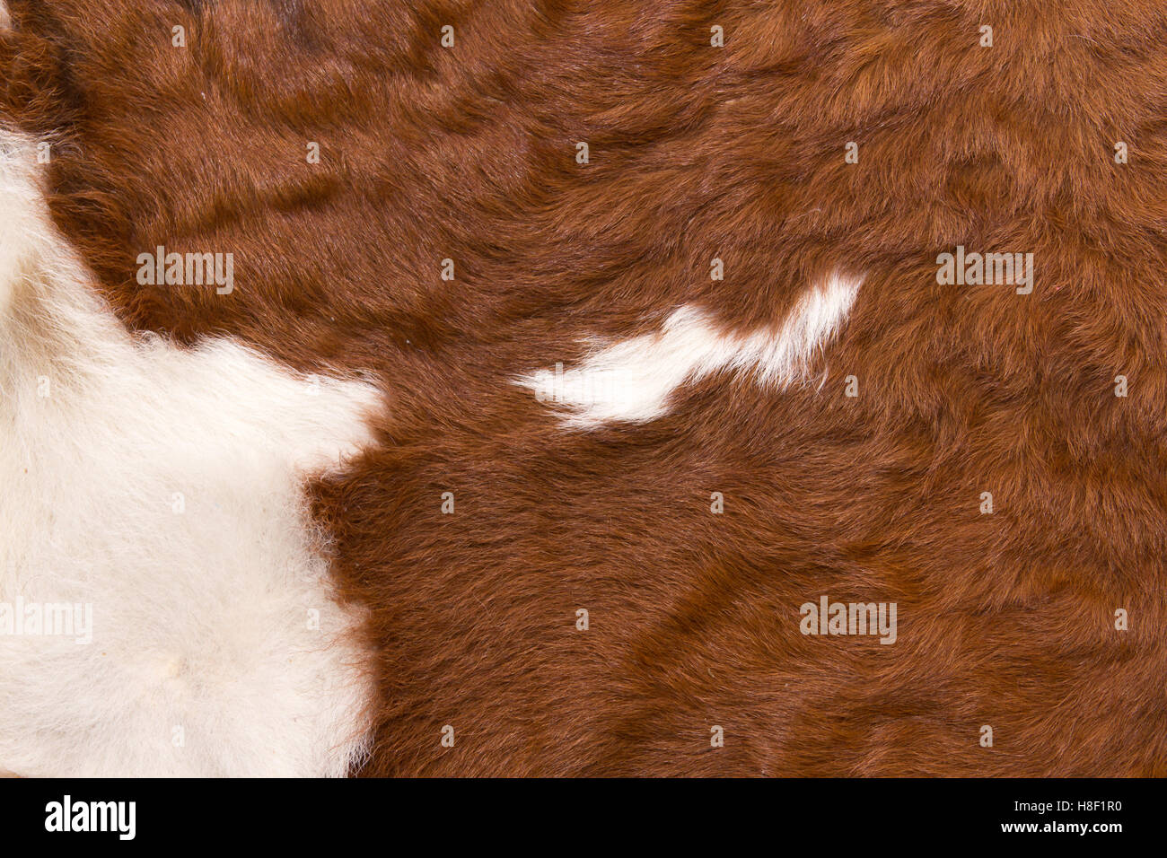 Modello di una mucca con bianco su marrone rossiccio e nascondi Foto Stock