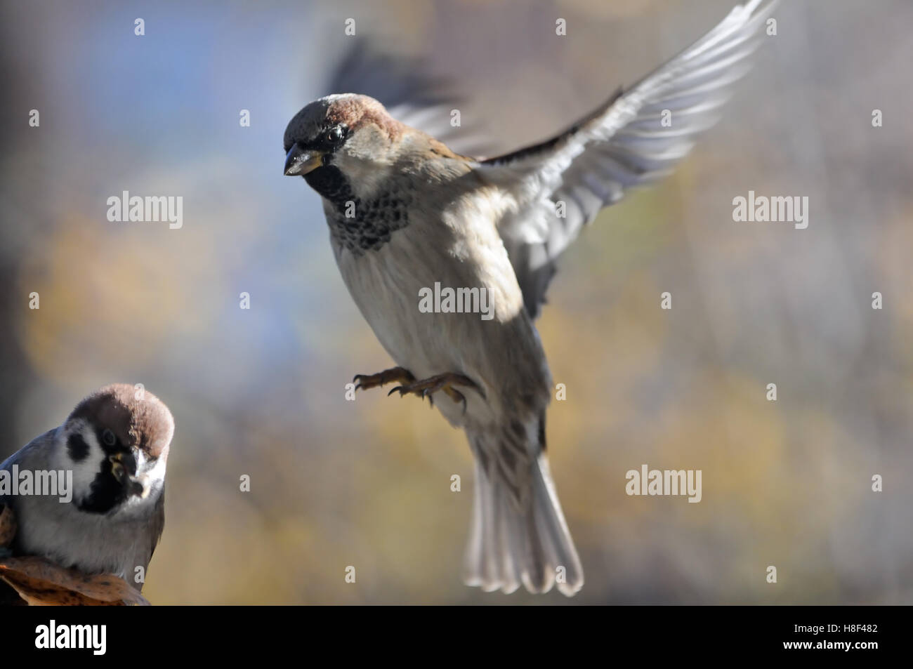 Flying casa passero (Passer domesticus) e seduta Tree Sparrow (Passer montanus) Foto Stock