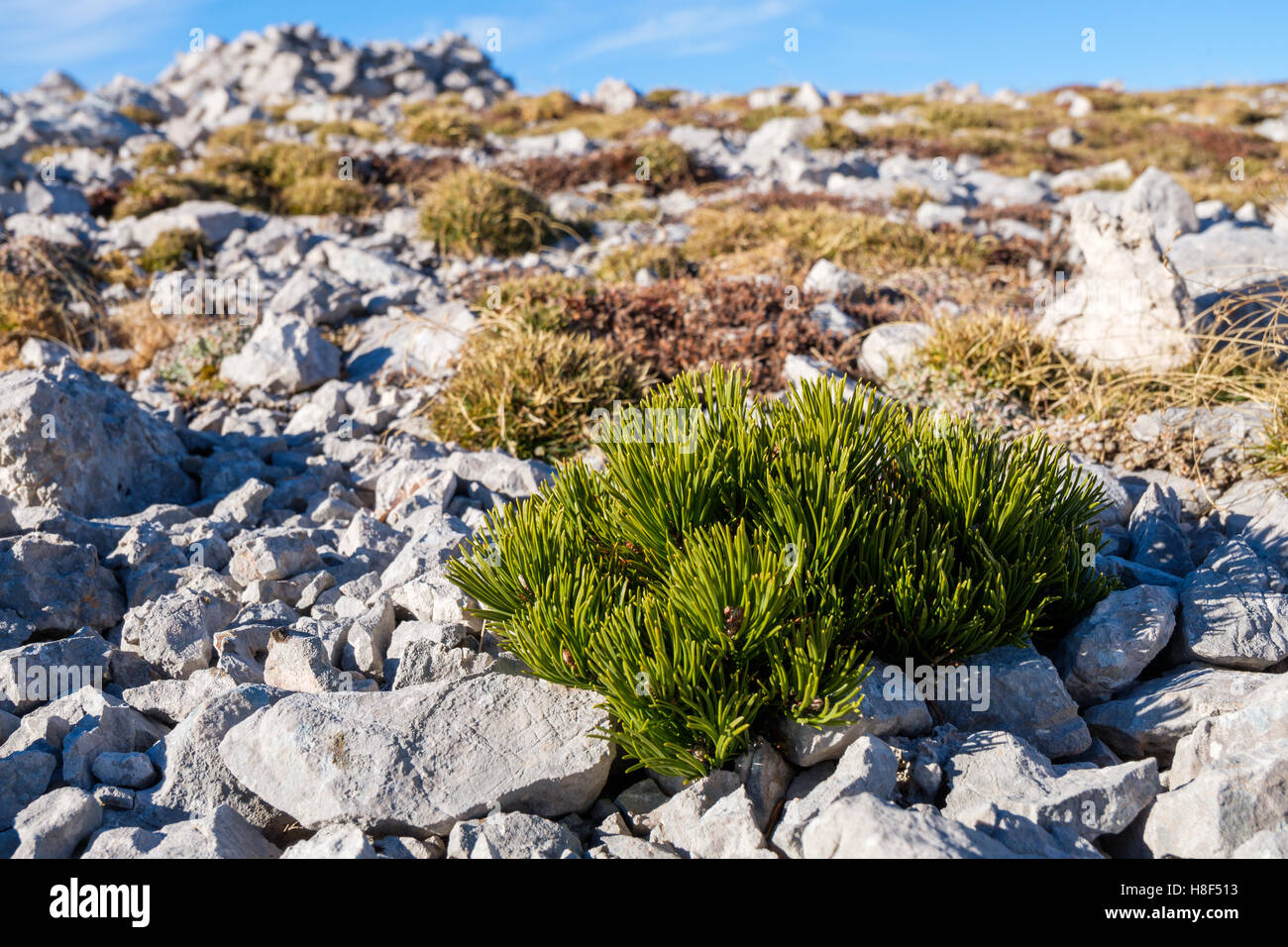 Veramente piccolo pino mugo bush Foto Stock