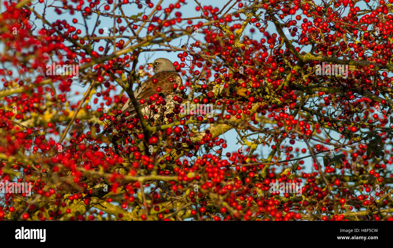 Fieldfare camuffato in un albero addolorato con bacche rosse vivide, Burley-in-Wharfedale, West Yorkshire, Regno Unito Foto Stock