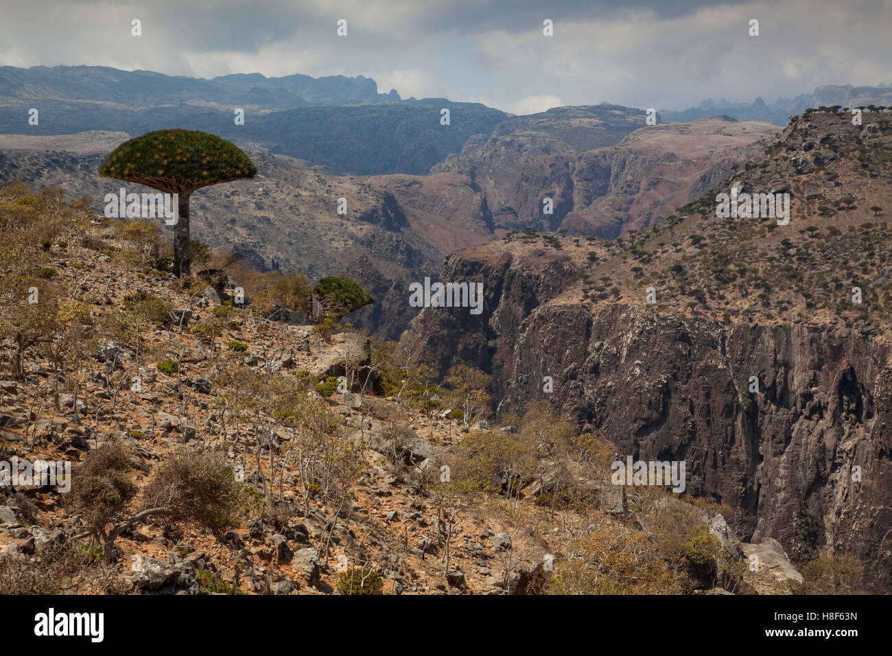 Sangue di Drago albero, dracaena cinnabari, su un isola di Socotra, Yemen Foto Stock