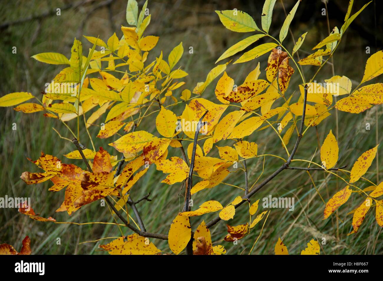 Foglie di autunno. Foto Stock
