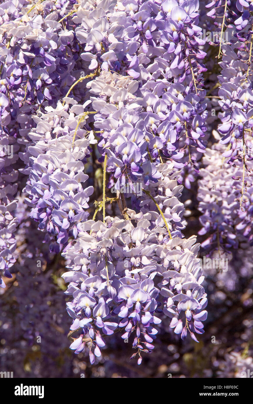 Close up viola fiori di glicine Foto Stock