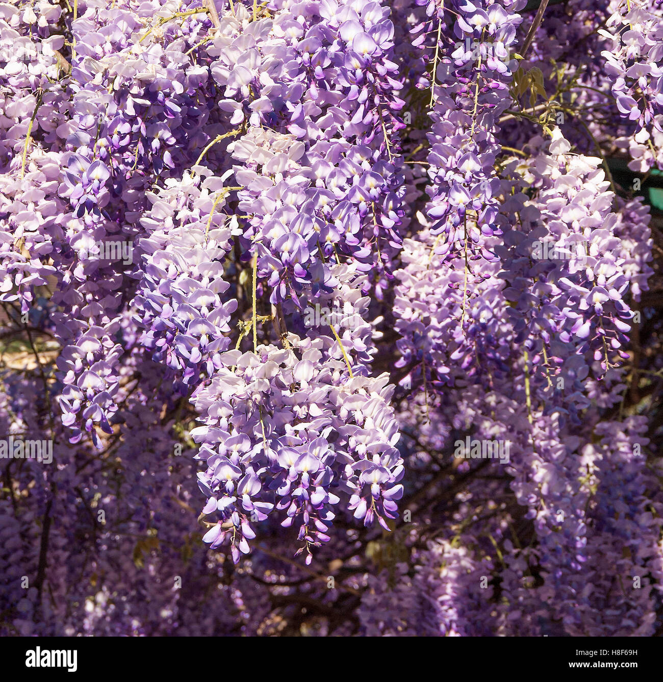 Il Glicine fiorisce Foto Stock