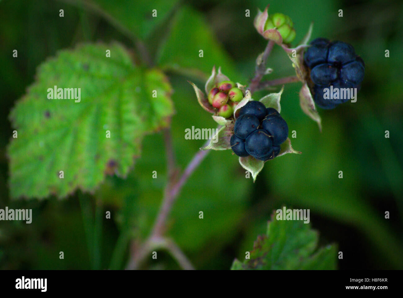 Dewberry europea (Rubus caesius) , due blu scuro o nero composto berry con verde dewberry lascia in background Foto Stock
