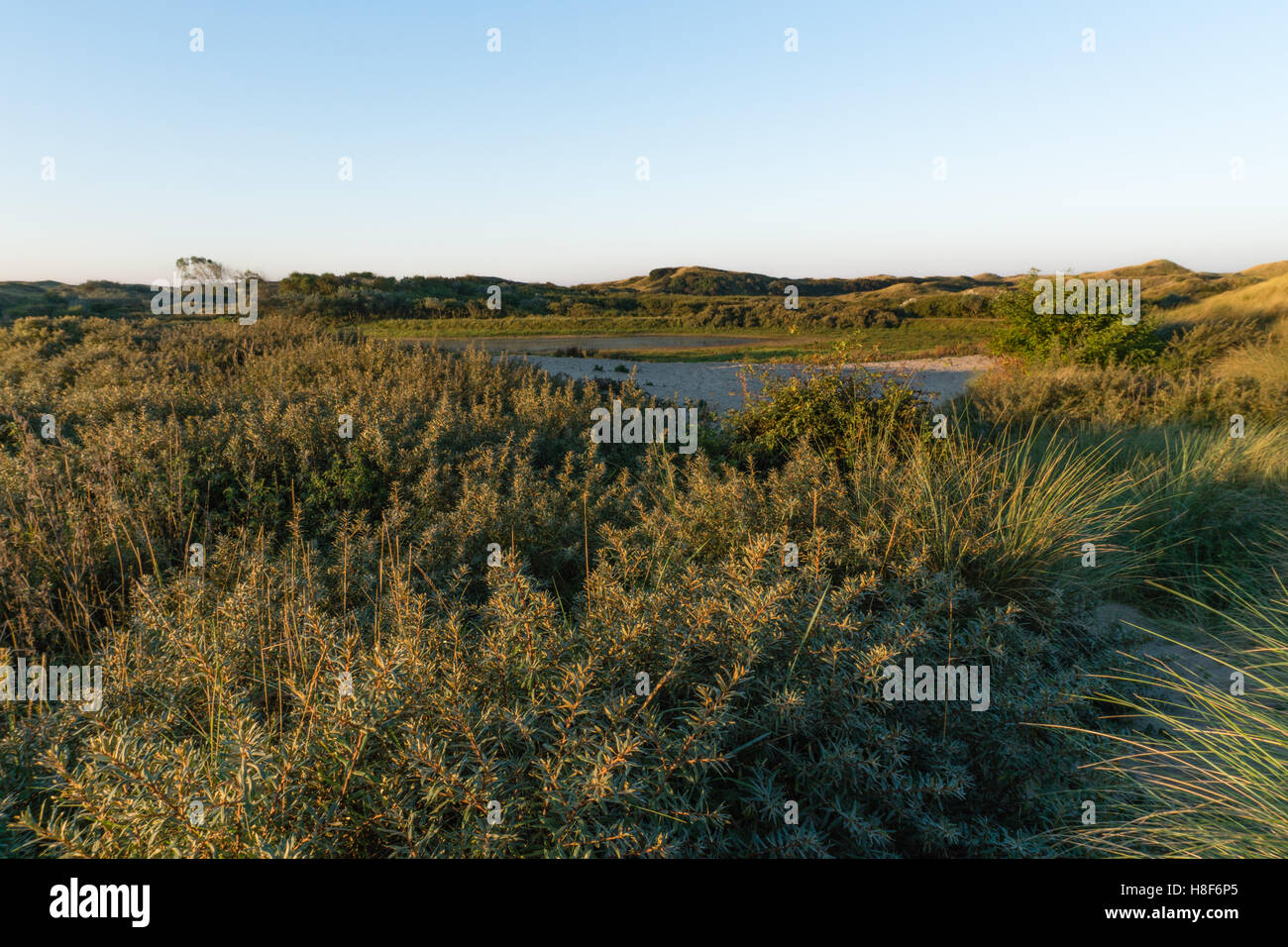 Valle di dune e piccolo lago nella luce del mattino. North Holland dune riserva, Egmond aan Zee, Paesi Bassi Foto Stock