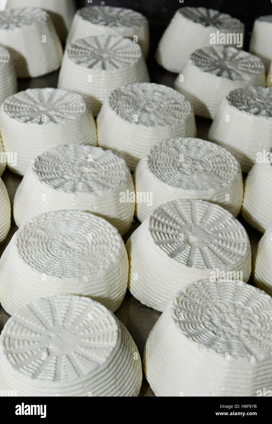 Halloumi fresco formaggio prodotto in un caseificio locale stabilimento nella periferia di Limasol. Foto Stock