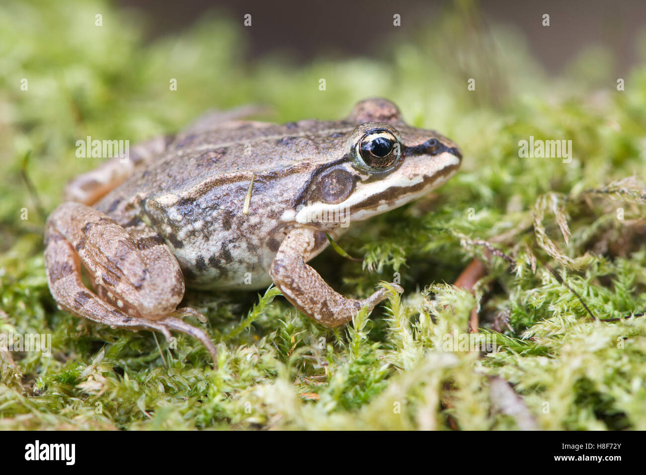 Rana comune (Rana temporaria) di MOSS, Renania-Palatinato, Germania Foto Stock
