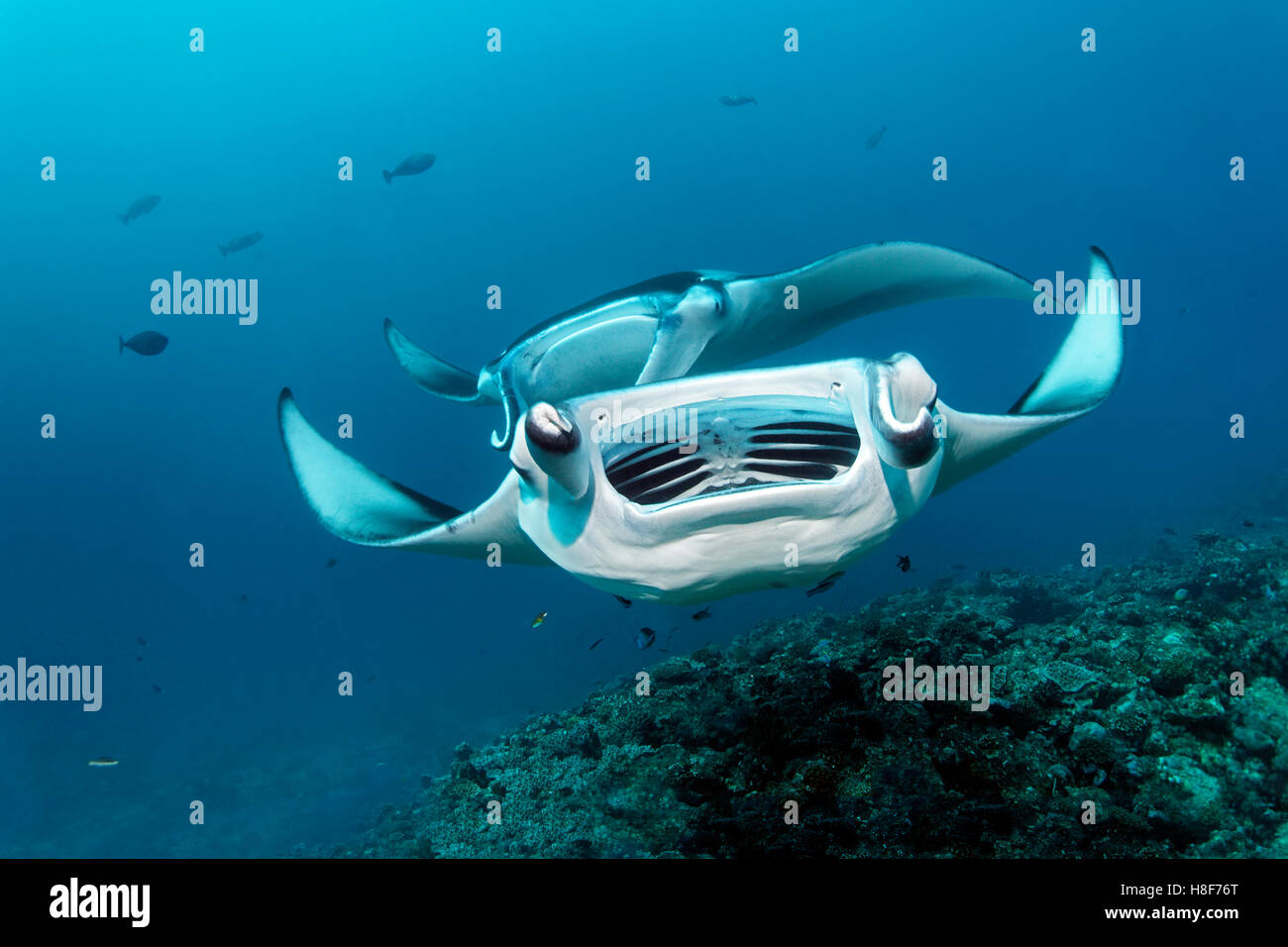 A bocca aperta reef manta ray (Manta alfredi), corallo, Oceano Indiano, Maldive Foto Stock
